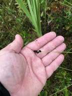 Image of prickly bog sedge