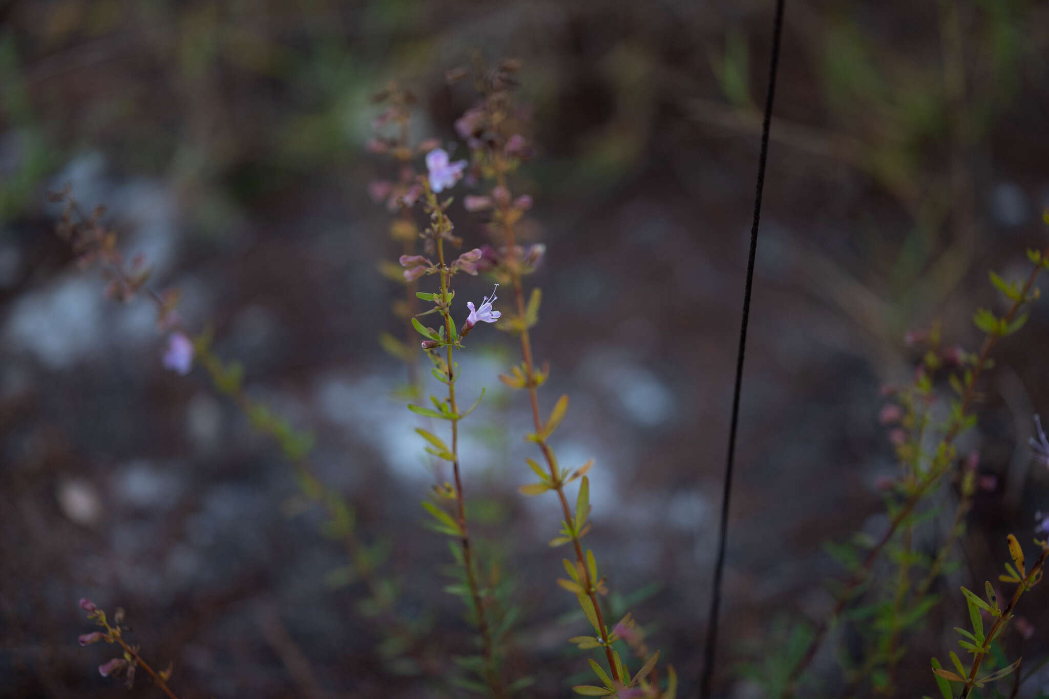 Imagem de Dicerandra frutescens var. immaculata (Lakela) D. B. Ward