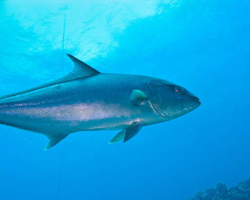 Image of Allied Kingfish