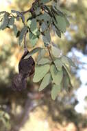 Image of Bean tree