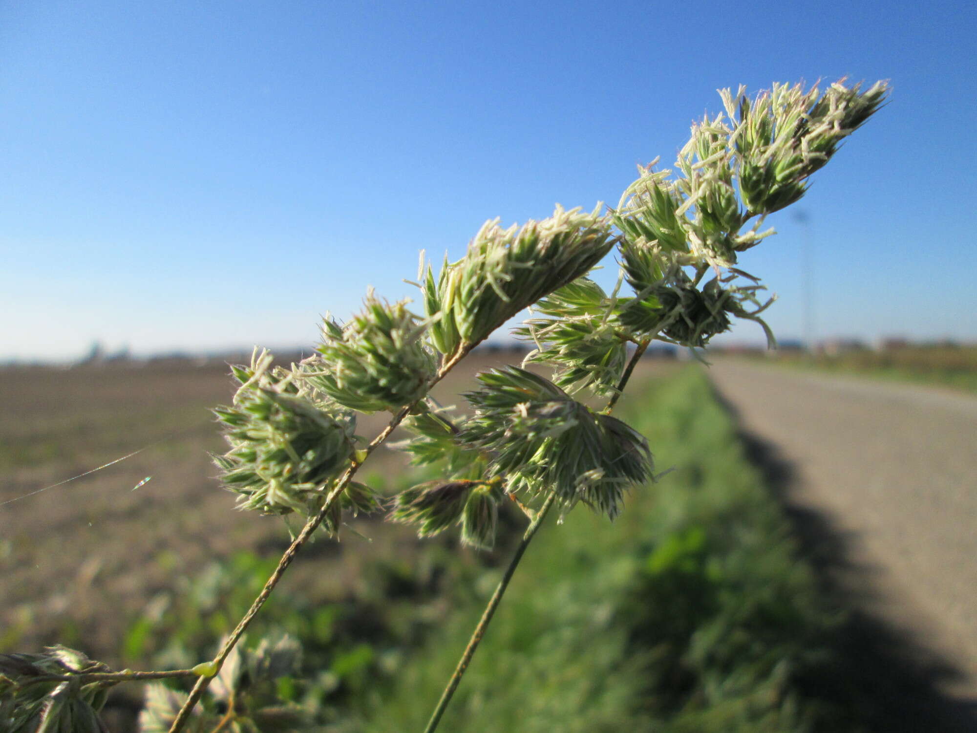 Image of Cocksfoot or Orchard Grass