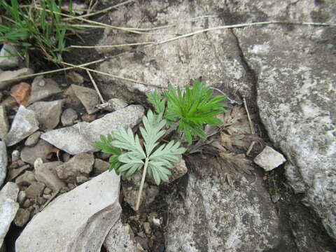 Image of Potentilla angarensis Popov