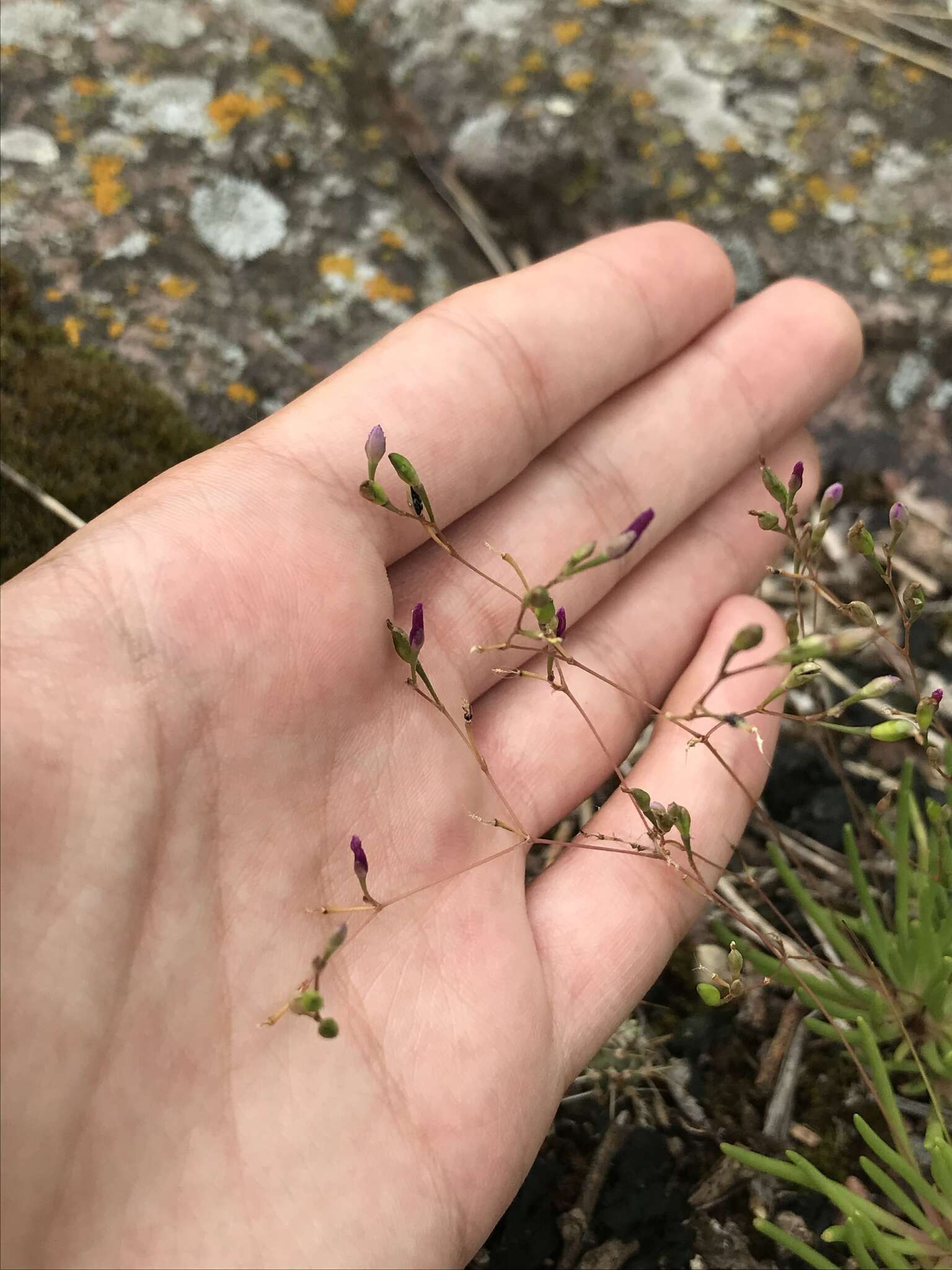 Image of prairie fameflower