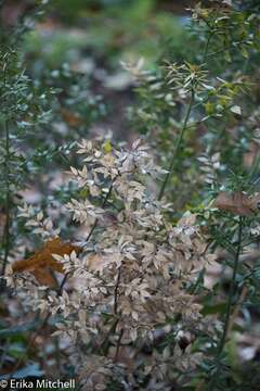 Image of Box Holly