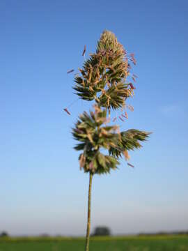 Image of Cocksfoot or Orchard Grass