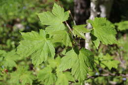 Acer heldreichii subsp. trautvetteri (Medvedev) E. Murray的圖片