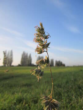 Image of Cocksfoot or Orchard Grass