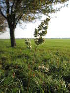 Image of Cocksfoot or Orchard Grass