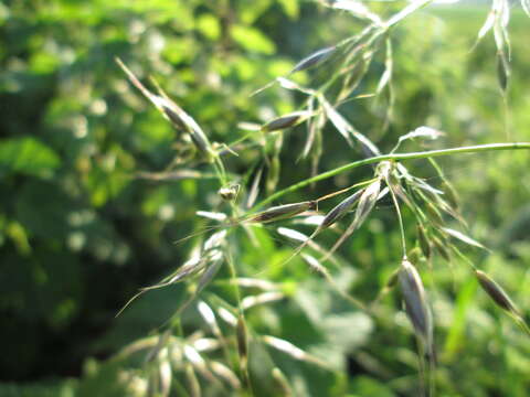 Image of Button Grass