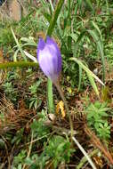 Image of autumn crocus