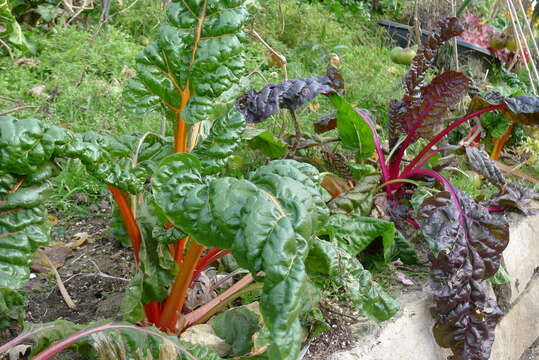 Image of Beta vulgaris subsp. vulgaris Cicla