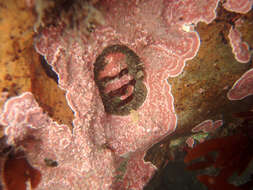 Image of Mossy chiton