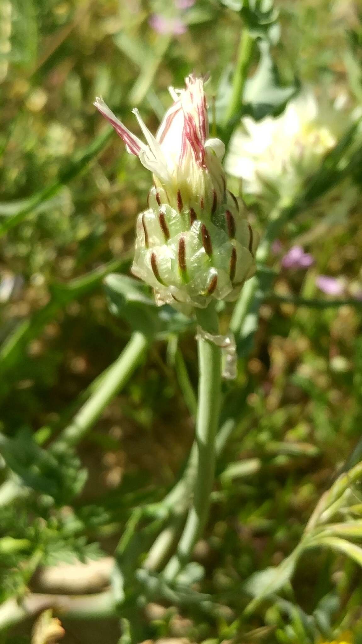 Image of snake's head