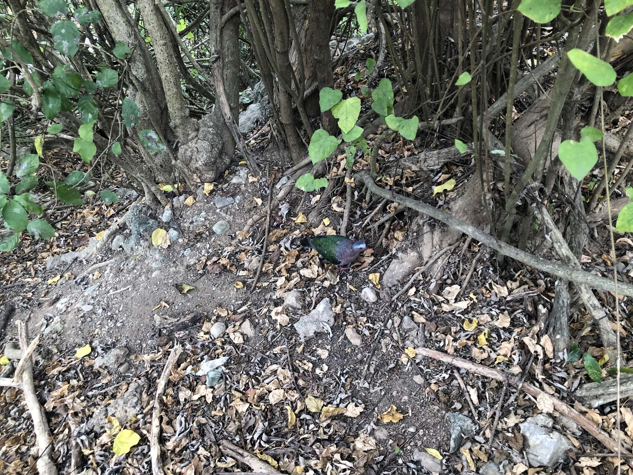 Image of Asian Emerald Dove (Common)