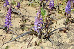 Image of Lachenalia pallida Aiton