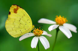 Слика од Eurema alitha (Felder & Felder 1862)