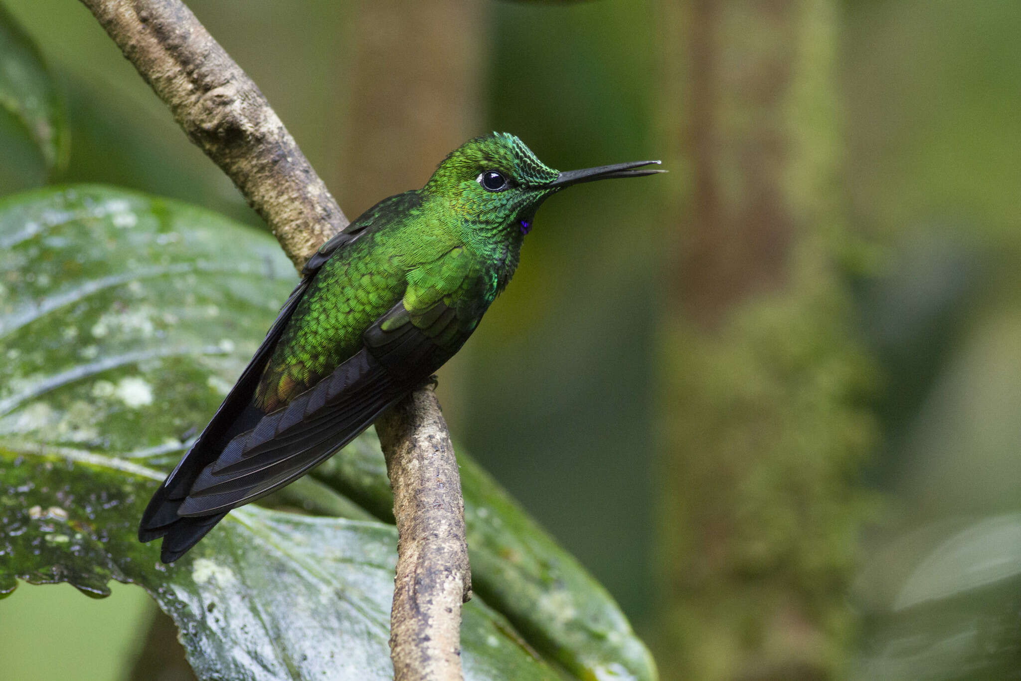 Image of Green-crowned Brilliant