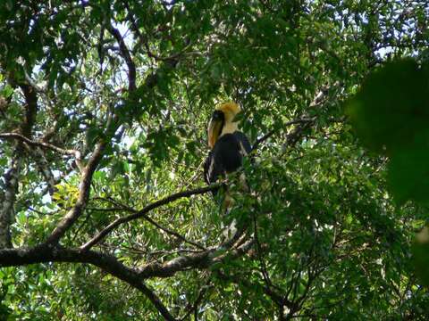 Image of Great Indian Hornbill