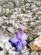 Image of Aristea madagascariensis Baker