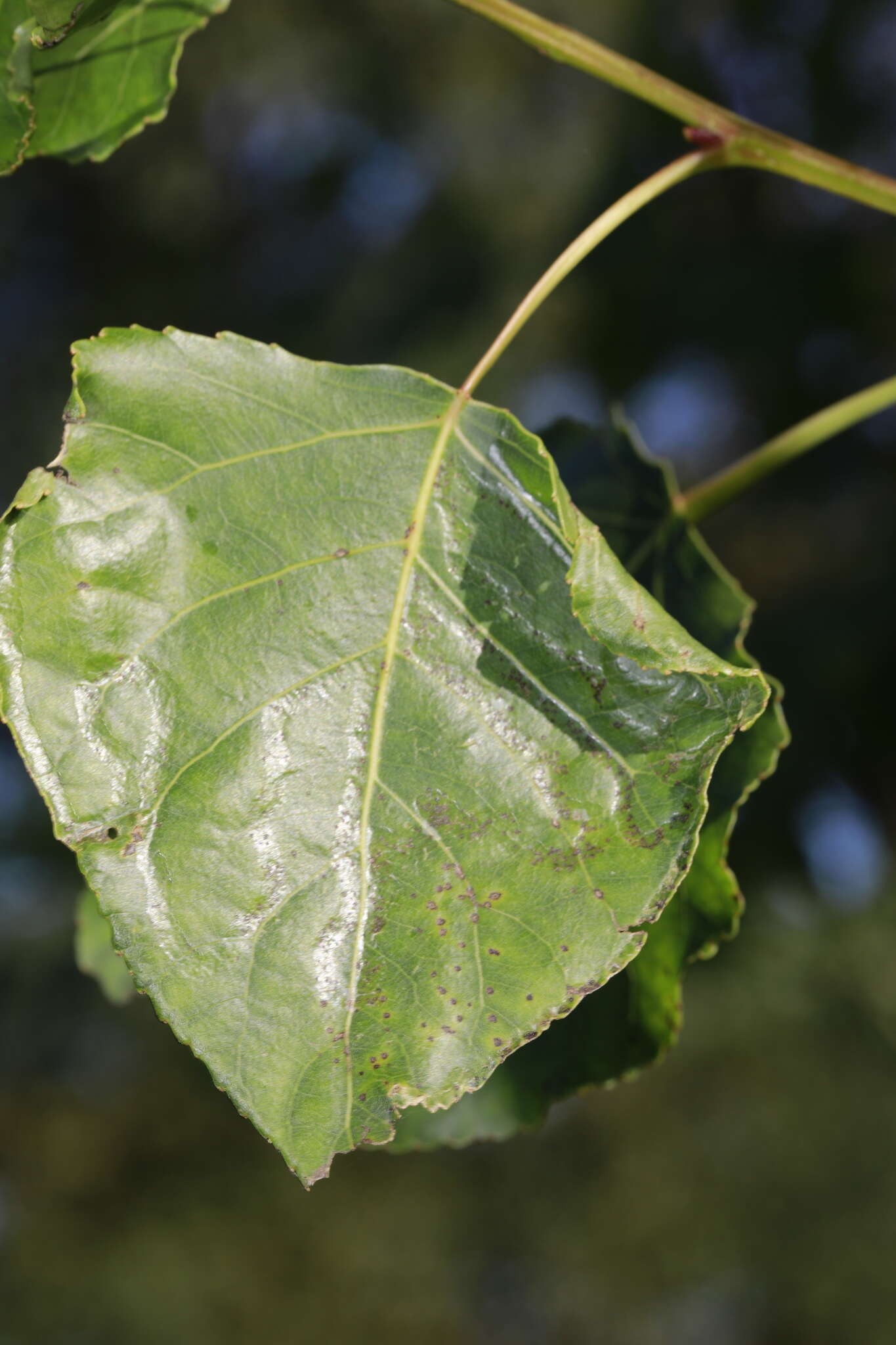 Image of Phyllocnistis unipunctella (Stephens 1834)