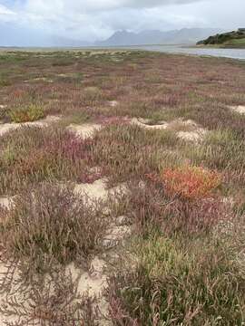 Image of Salicornia meyeriana Moss