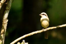 Image of Brown Shrike