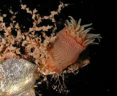 Image of jewel anemone