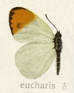 Sivun Colotis aurora (Cramer (1780)) kuva