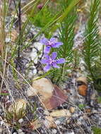 Image of Moraea lugubris (Salisb.) Goldblatt