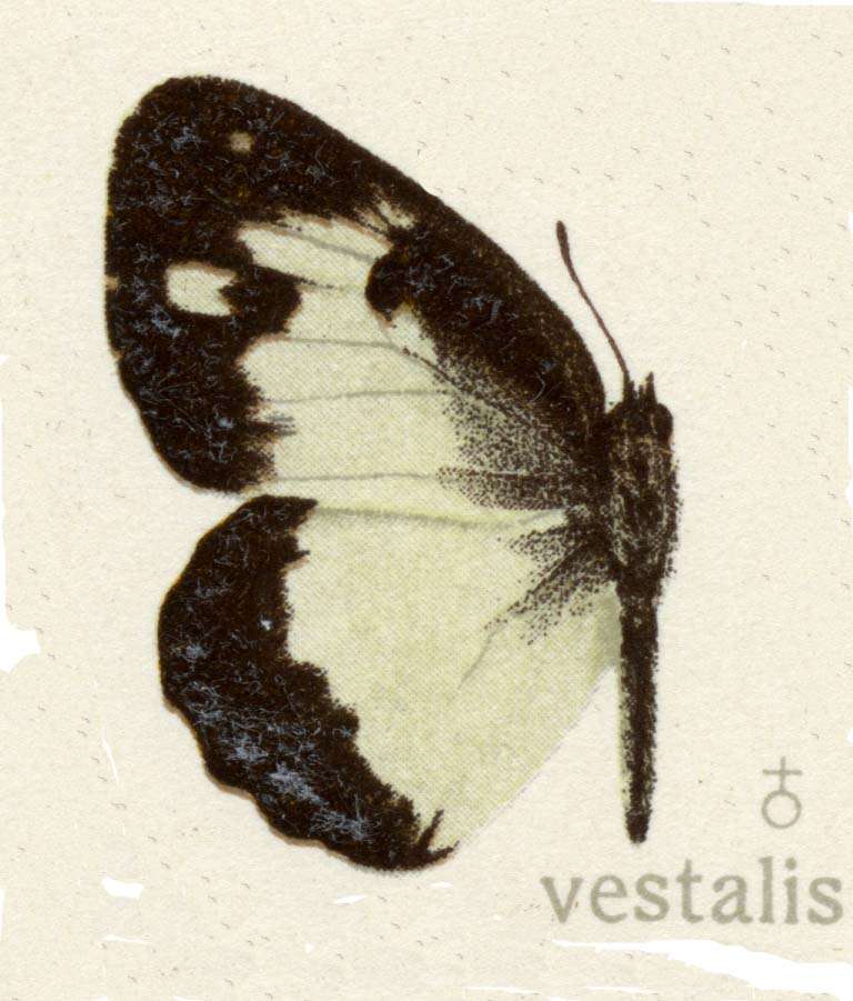 Imagem de Colotis vestalis (Butler 1876)