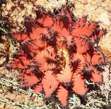 Image of Aloe melanacantha A. Berger