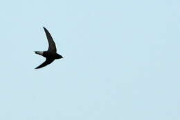 Image of Brown-backed Needletail