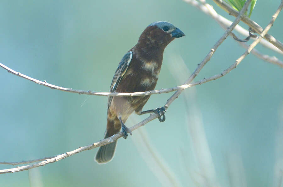 Слика од Sporophila cinnamomea (Lafresnaye 1839)