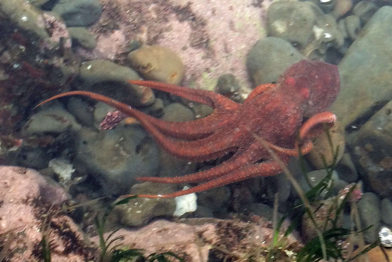 Image of East Pacific red octopus