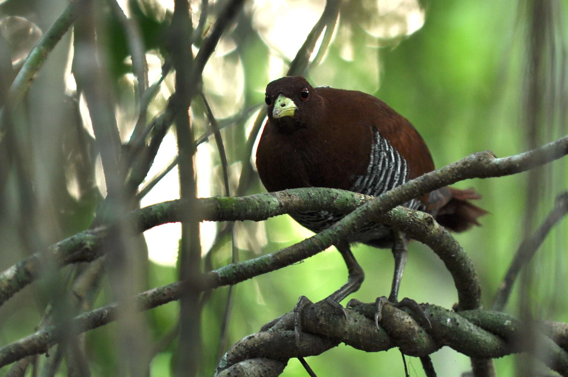 Image of Andaman Crake