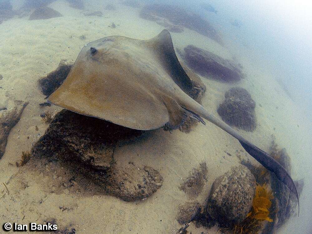 Image of Broad cowtail ray