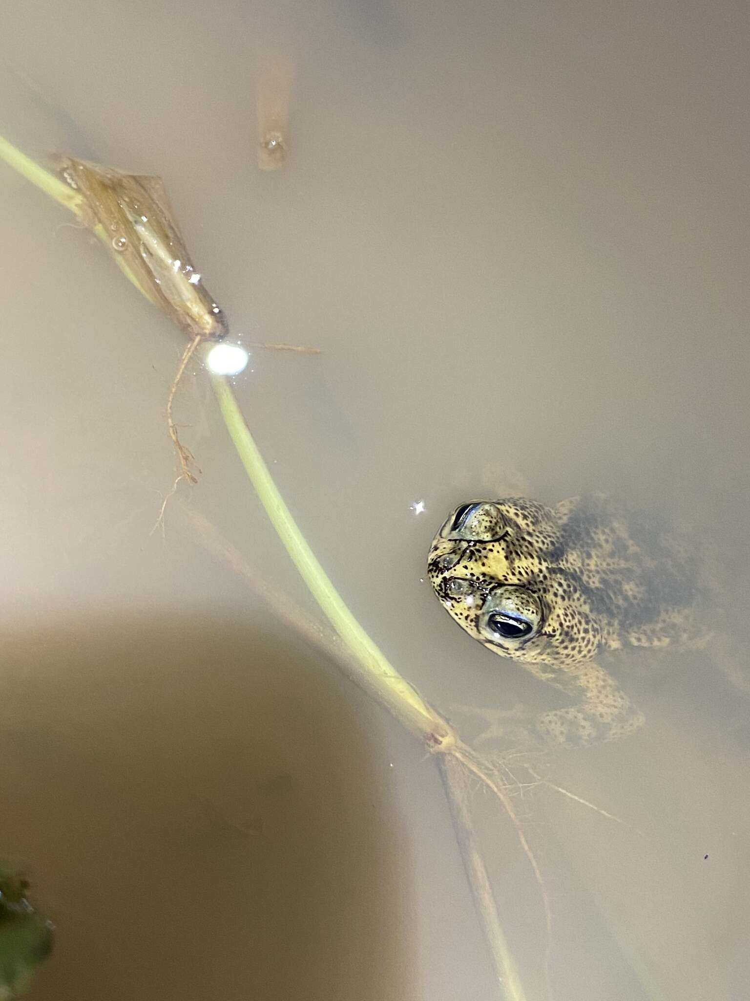 Image of Rhinella beebei (Gallardo 1965)