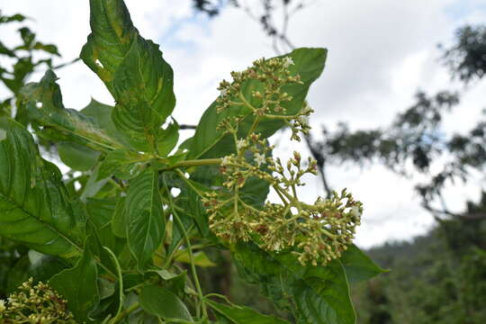 Image of Palicourea berteroana (DC.) Borhidi