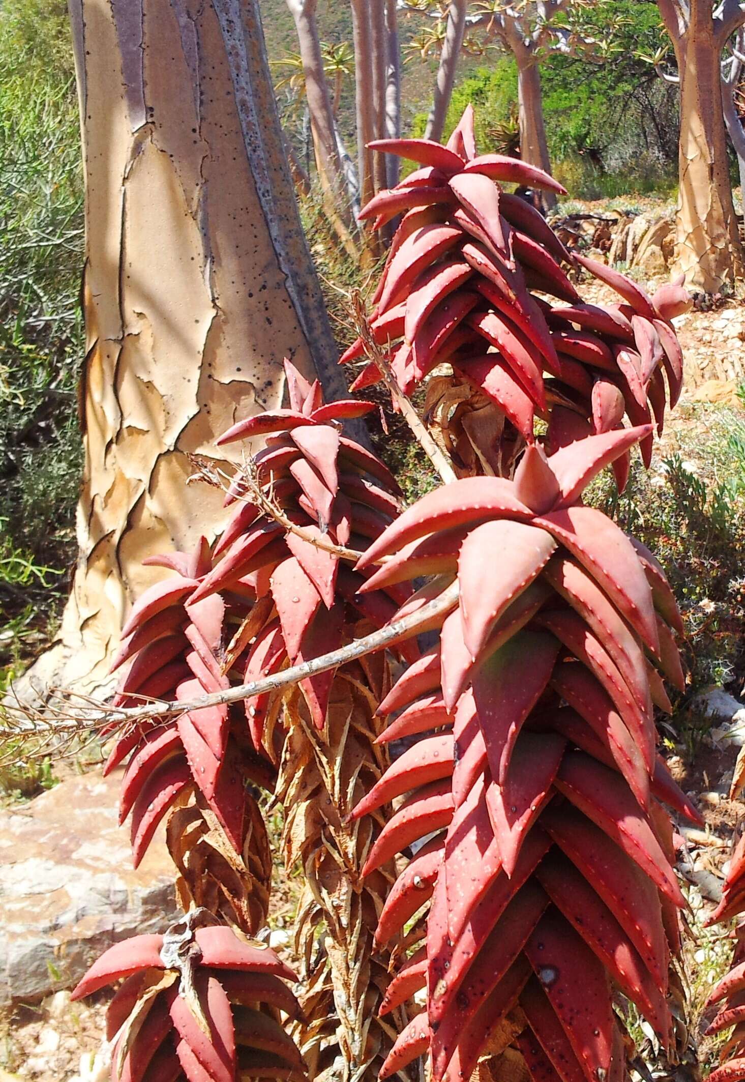 صورة Aloe pearsonii Schönland