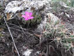 Image of Grahamia coahuilensis (S. Wats.) G. D. Rowley