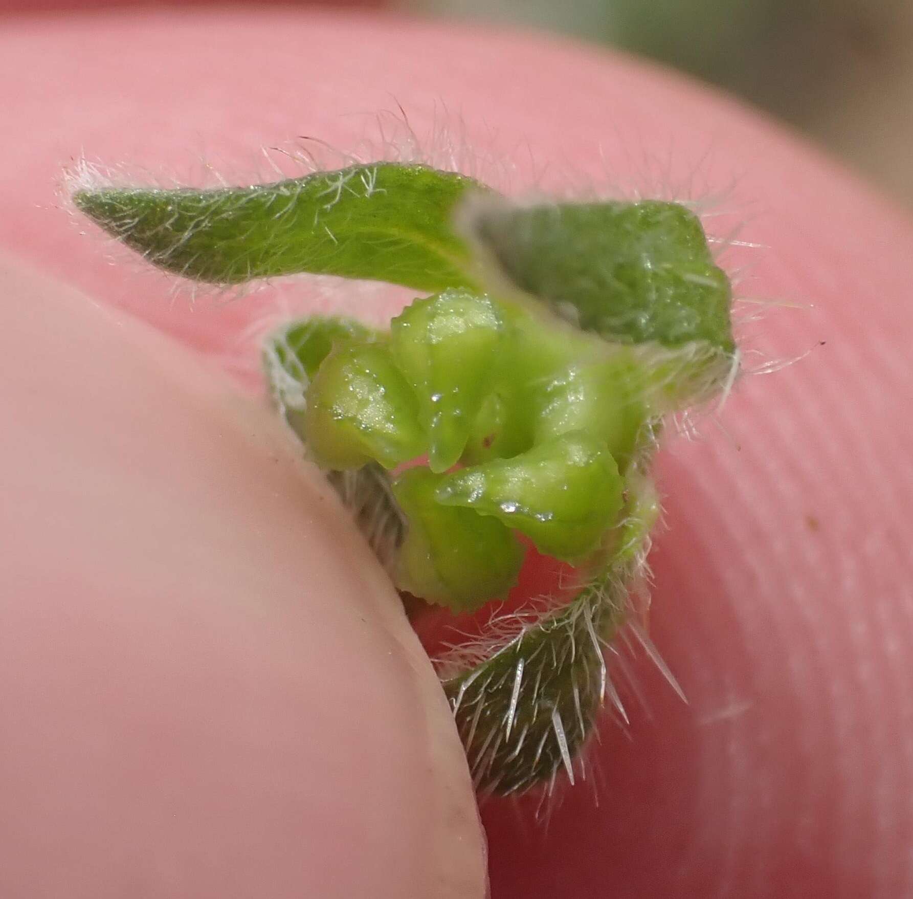 Plancia ëd Plagiobothrys pringlei Greene.