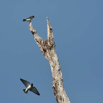 Image of White-breasted Woodswallow