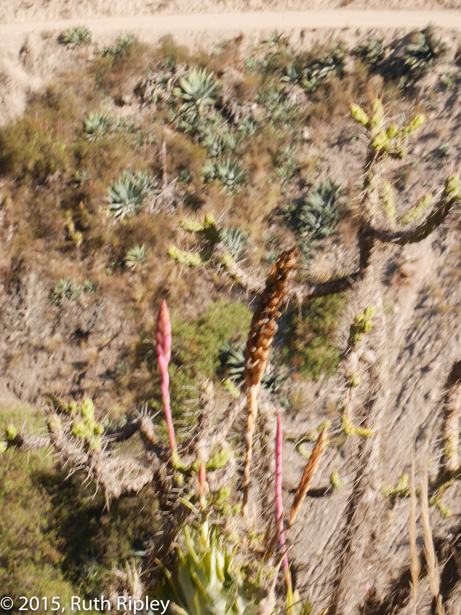 Imagem de Tillandsia walteri Mez