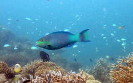 Image of Bridled Parrotfish