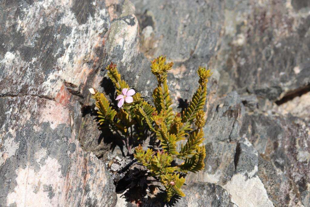 Image of Acmadenia rupicola I. Williams