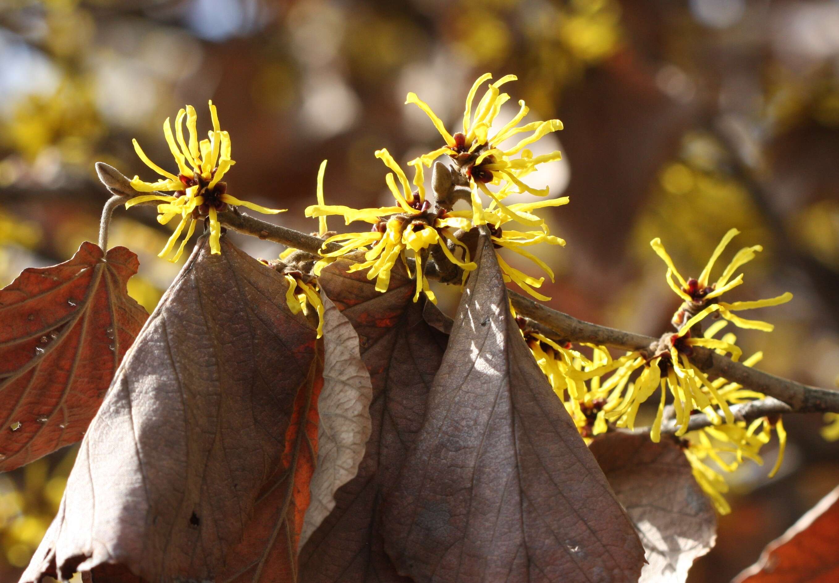 Imagem de Hamamelis mollis Oliv.