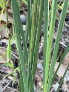 Image of Agrostocrinum scabrum (R. Br.) Baill.