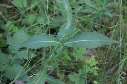 Слика од Knautia nevadensis (M. Winkler ex Szabó) Szabó