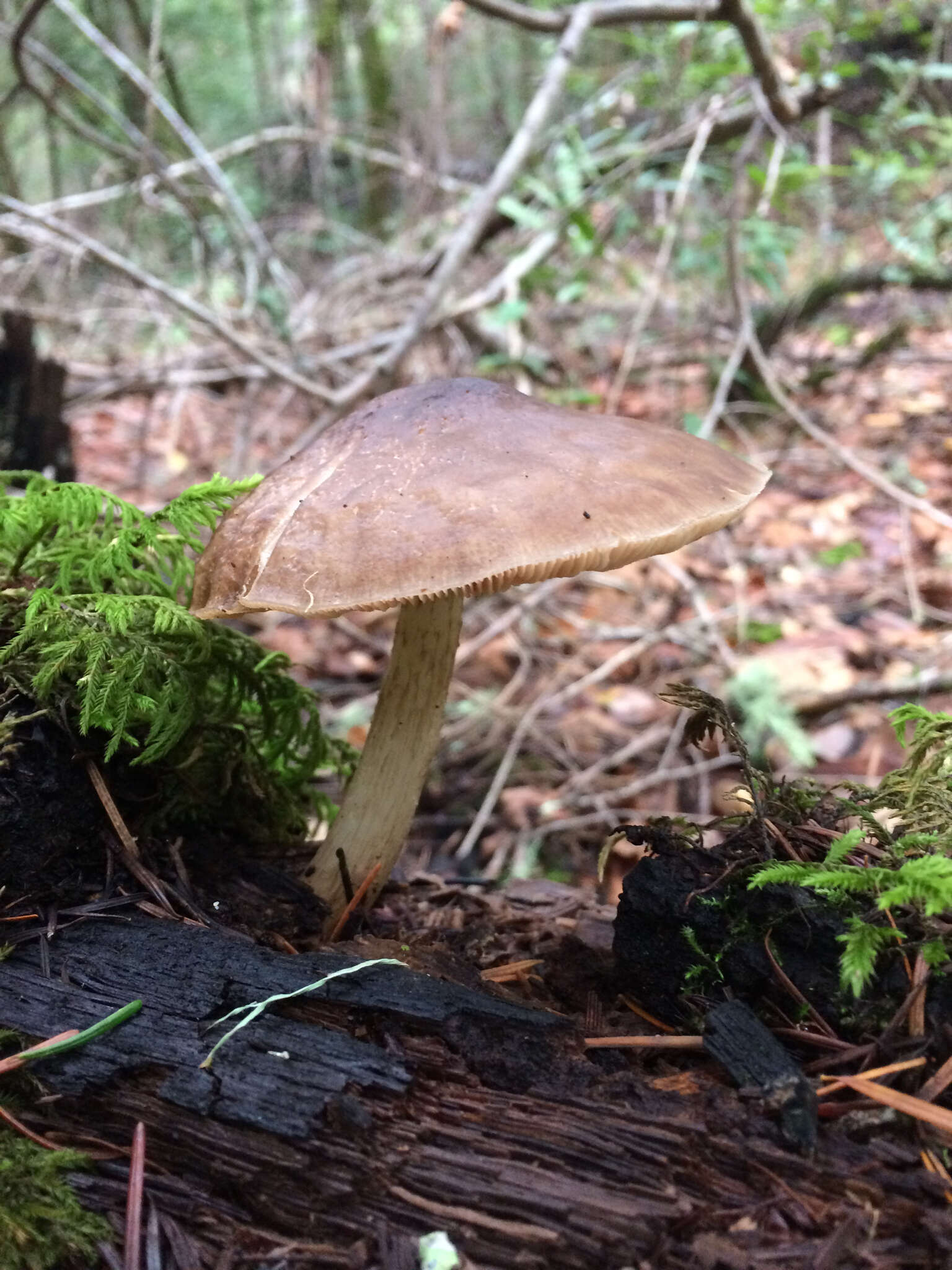 Image of Pluteus exilis Singer 1989