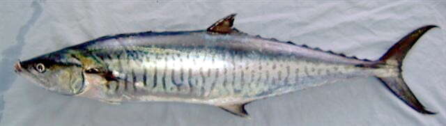 Image of Narrow-barred Spanish Mackerel